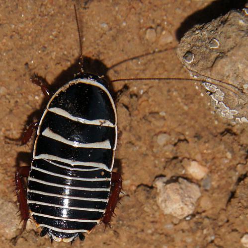 White-banded Cockroach (Zonioploca cf latizona)