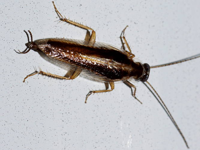 Western Ectoneura Cockroach (Ectoneura tepperi)