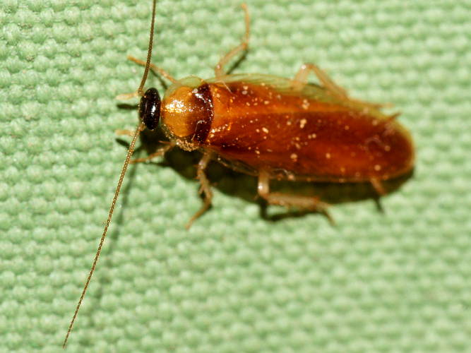 Brown Balta Cockroach (Balta sp ES01)