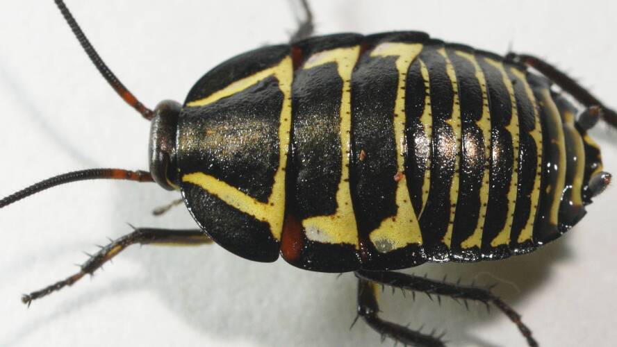 Mitchell's Diurnal Cockroach (Polyzosteria mitchelli)