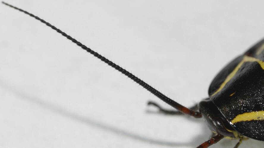 Mitchell's Diurnal Cockroach (Polyzosteria mitchelli)