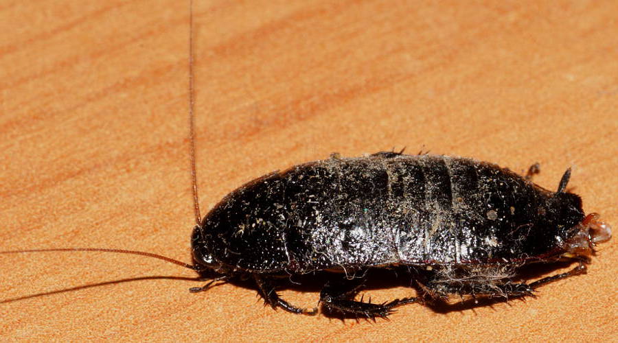 Oriental Cockroach (Blatta orientalis)