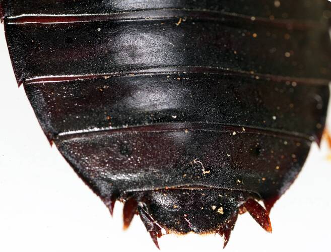 Mallee Woodland Cockroach (Platyzosteria sp ES02)