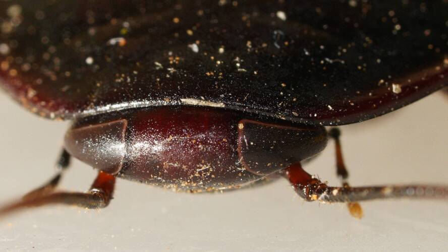 Mallee Woodland Cockroach (Platyzosteria sp ES02)