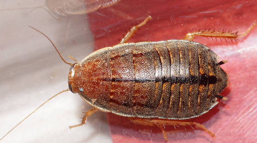Desert Mid-lined Cockroach (Zonioploca medilinea)