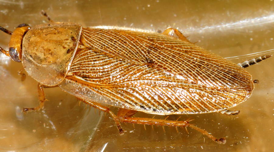 Small Golden Cockroach (Ellipsidion sp)