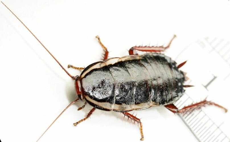 Shining Cockroach (Drymaplaneta communis)