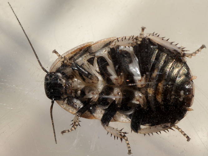 Tortoise Cockroach (Euzosteria cf subreflexa)