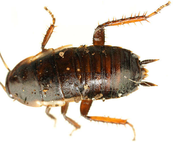 Shining Cockroach (Drymaplaneta communis)