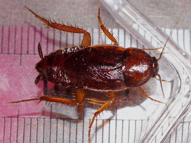 Desert Para Cockroach (Paratemnopteryx sp)