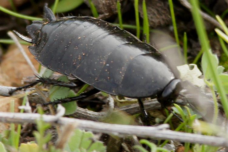 Black Cockroach (Platyzosteria sp ES01)