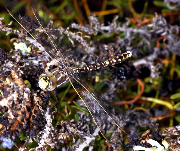 Blue-spotted Hawker (Adversaeschna brevistyla)