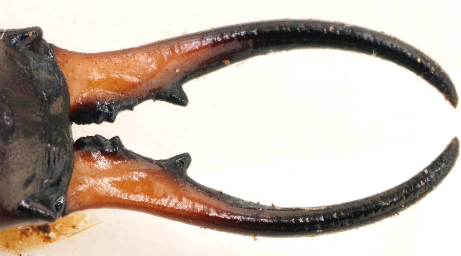 European Earwig (Forficula auricularia)