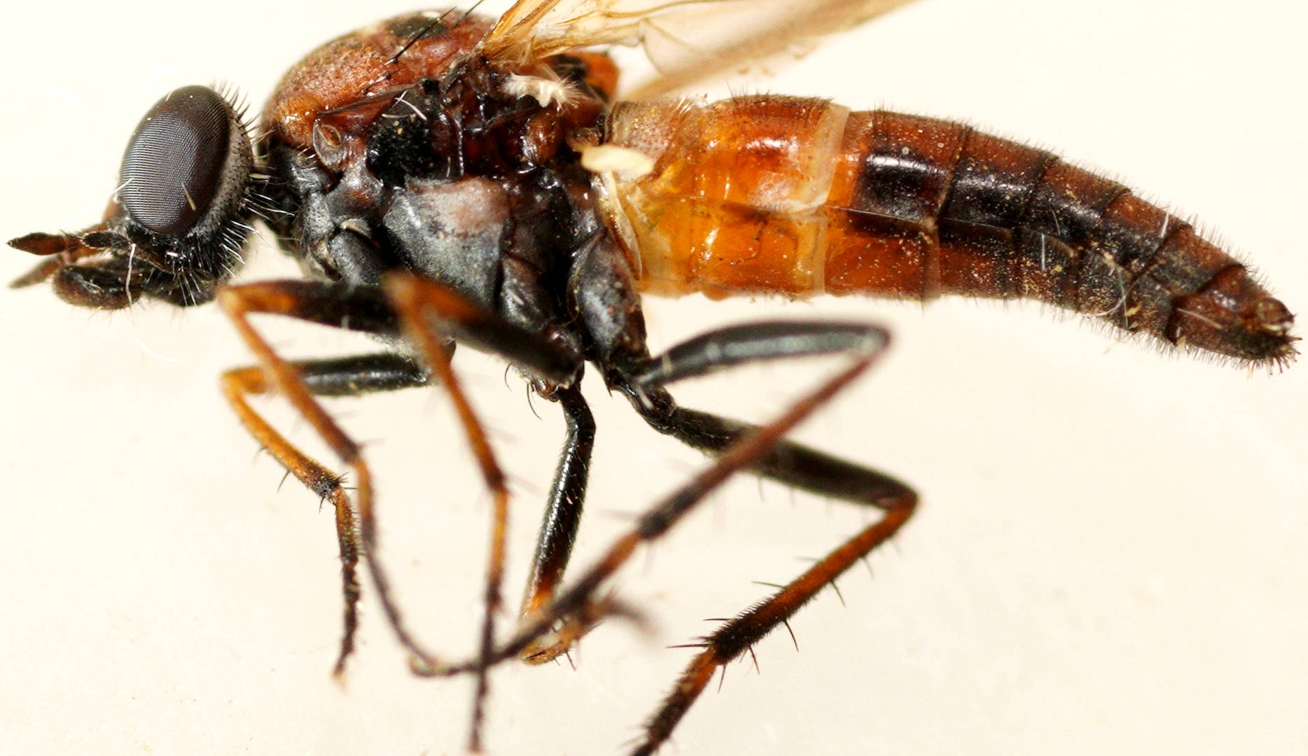 Bare-headed Stiletto Fly (Parapsilocephala sp)