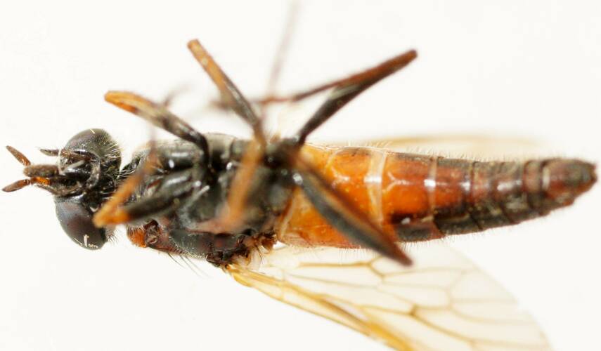 Bare-headed Stiletto Fly (Parapsilocephala sp)