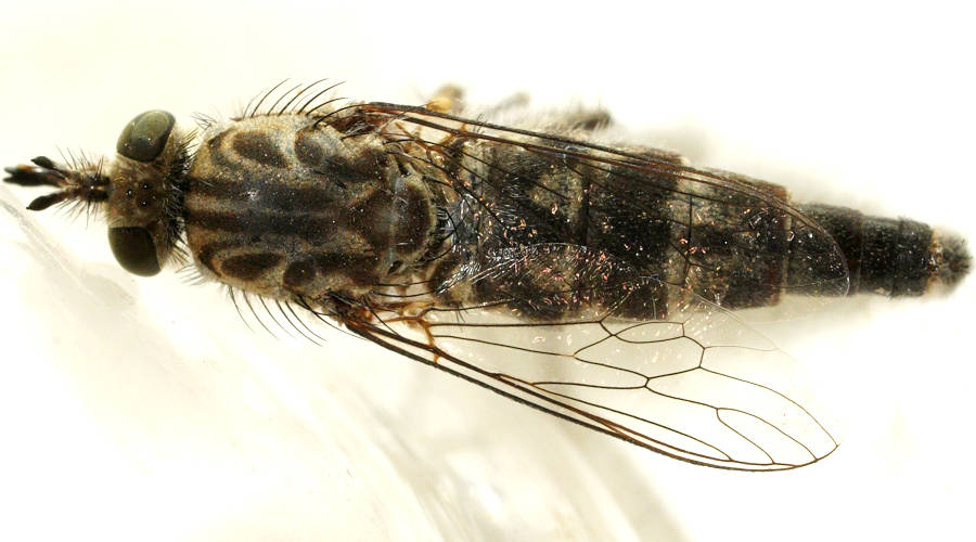 Dash-marked Flower-loving Fly (Apiocera sp ES03)
