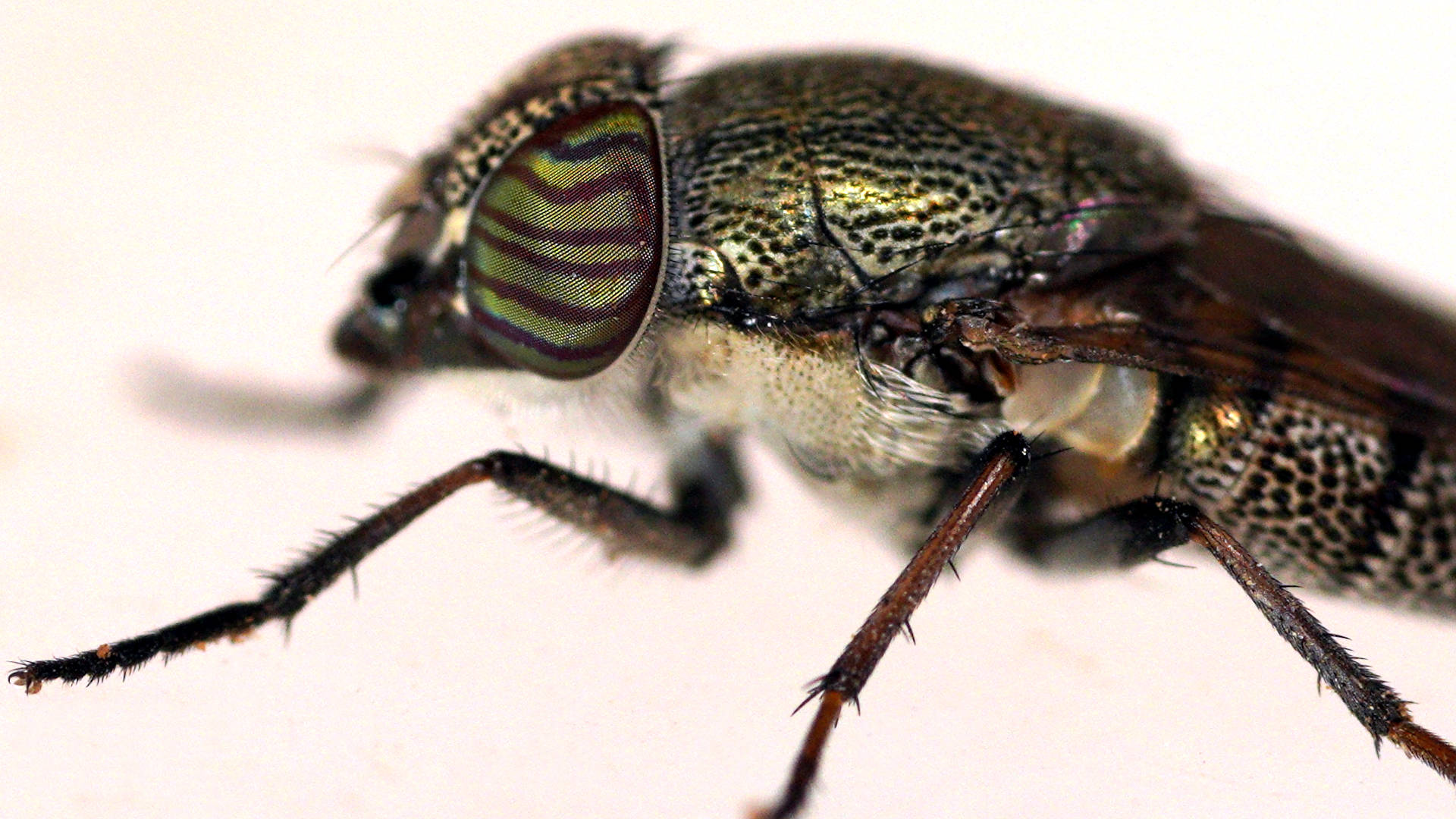 Punctuated Green Nose Fly (Stomorhina subapicalis)