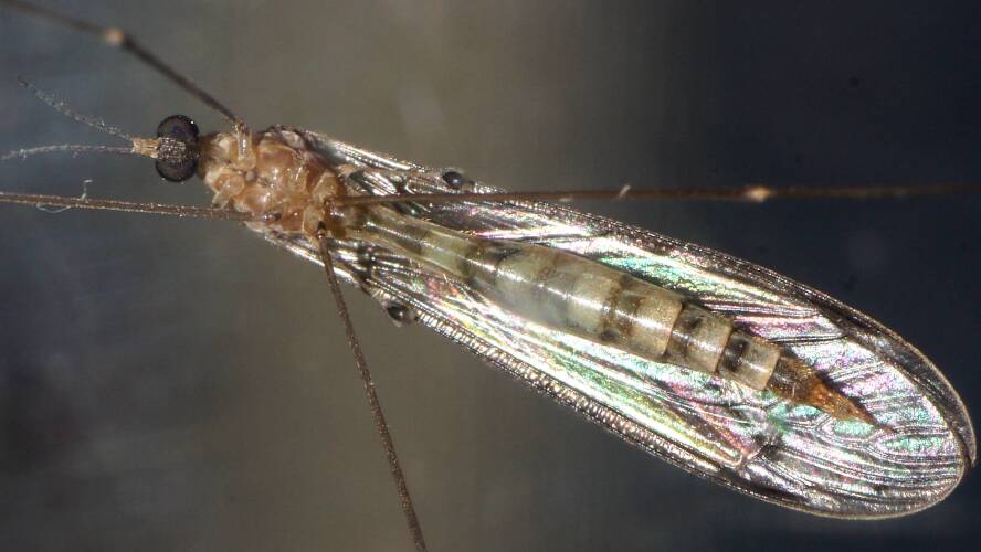 Short-palped Crane Fly (Dolichopeza sp)