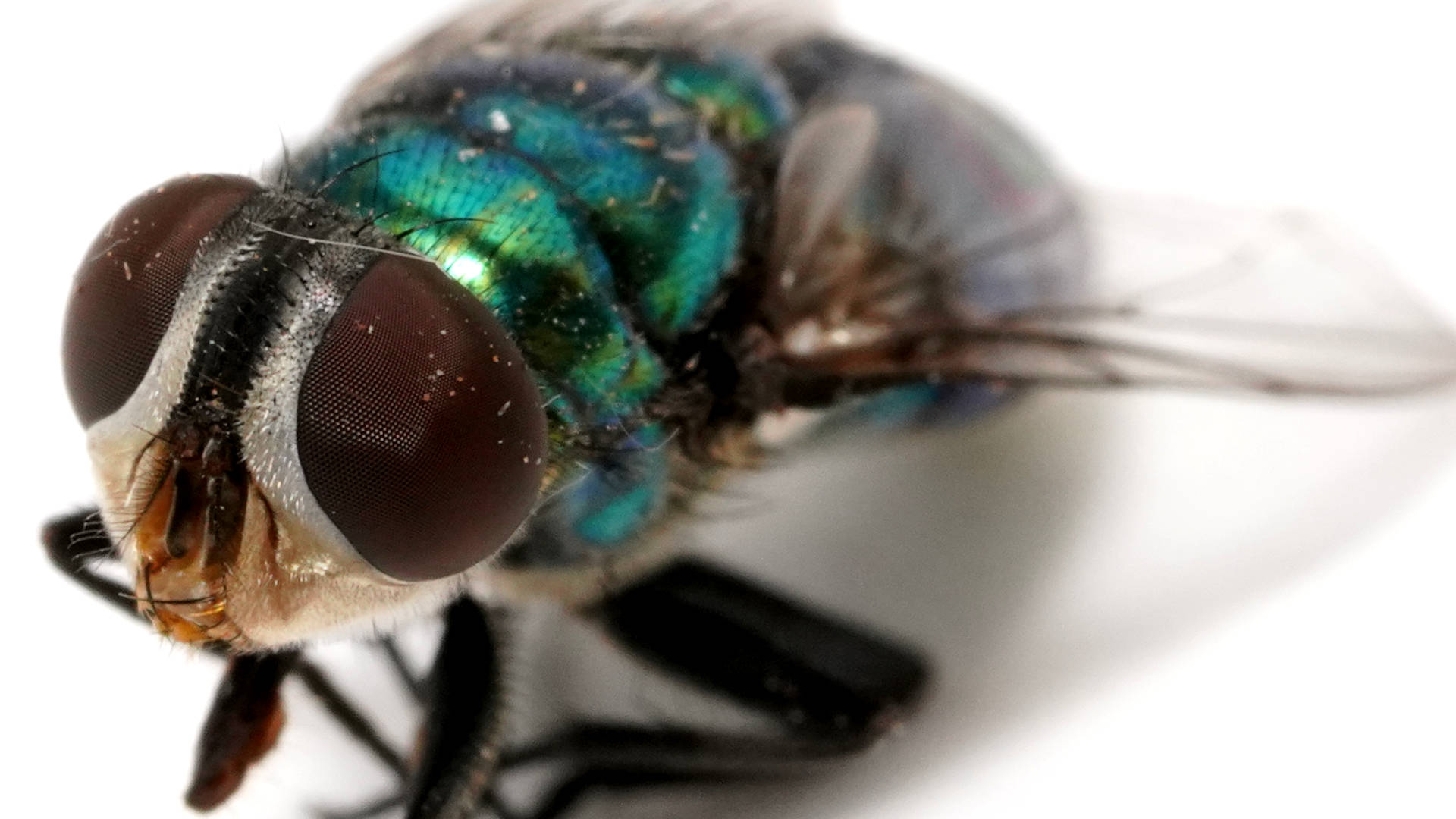 Hairy-maggot Blowfly (Chrysomya rufifacies)