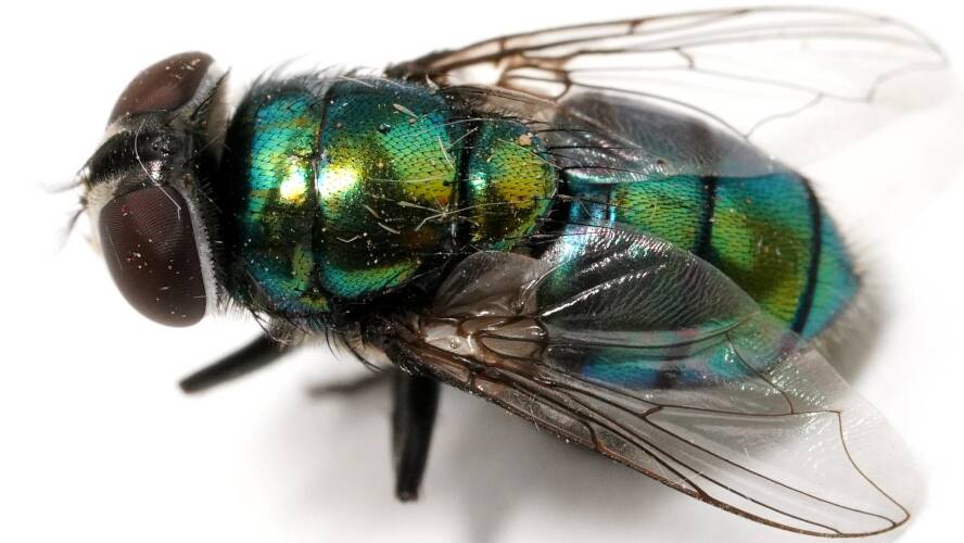 Hairy-maggot Blowfly (Chrysomya rufifacies)