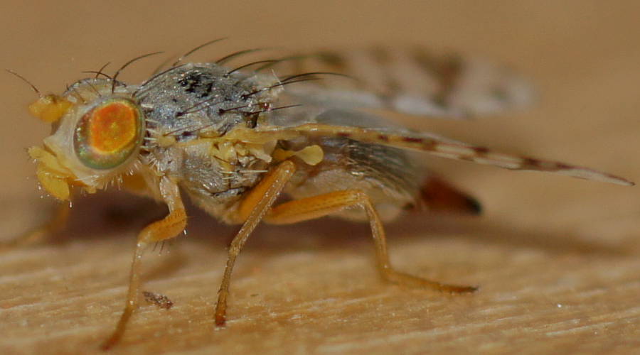 False Fruit Fly (Austrotephritis pelia)