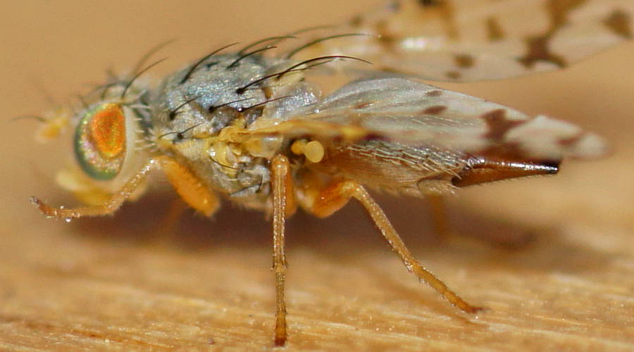 False Fruit Fly (Austrotephritis pelia)