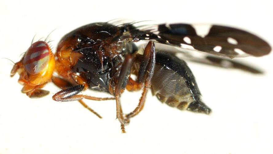 Variable Fruit Fly (Acanthonevroides variegatus)