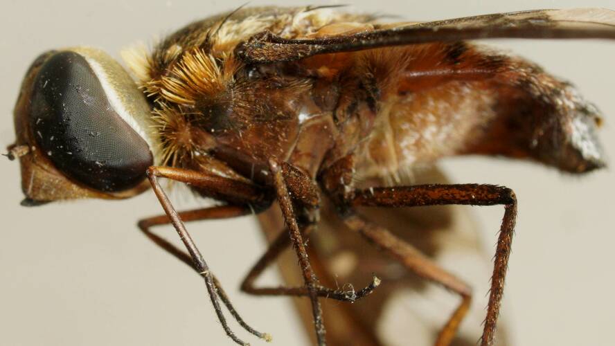 Adelaide's Bee Fly (Kapu adelaidica)