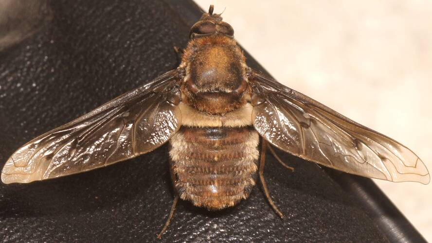 Chequered-margin Bee Fly (Oncodosia patula)