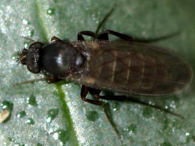 Scuttle Fly (Megaselia sp)