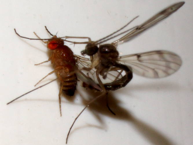Vinegar Fly (Drosophila sp)