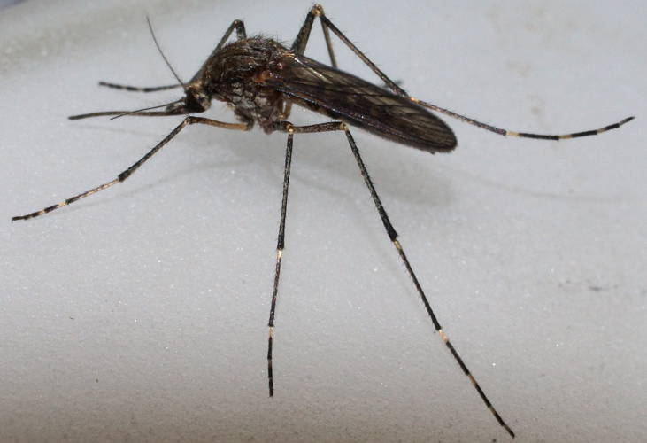 Mosquito (Aedes camptorhynchus)