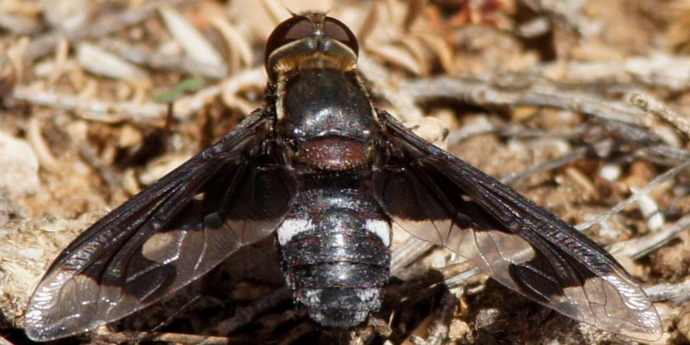 Gigantic Balaana Bee Fly (Balaana gigantea)