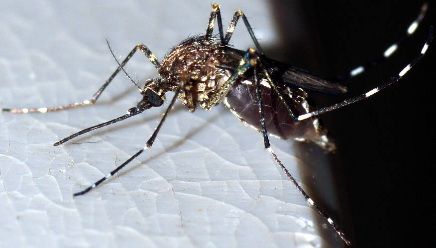 Mosquito (Aedes alboannulatus)