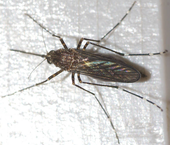 Mosquito (Aedes alboannulatus)