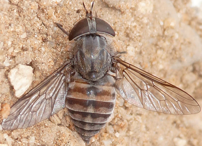 March Fly (Tabanidae sp ES01)