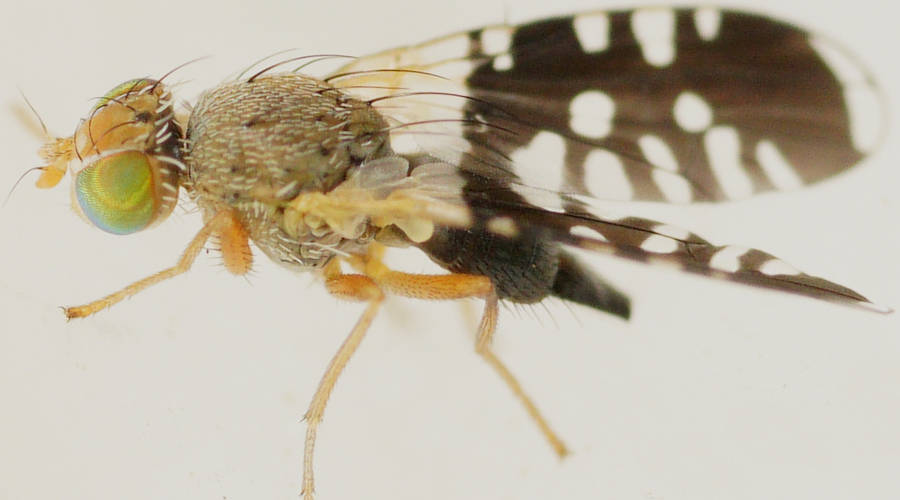 Black-winged Fruit Fly (Spathulina acroleuca)