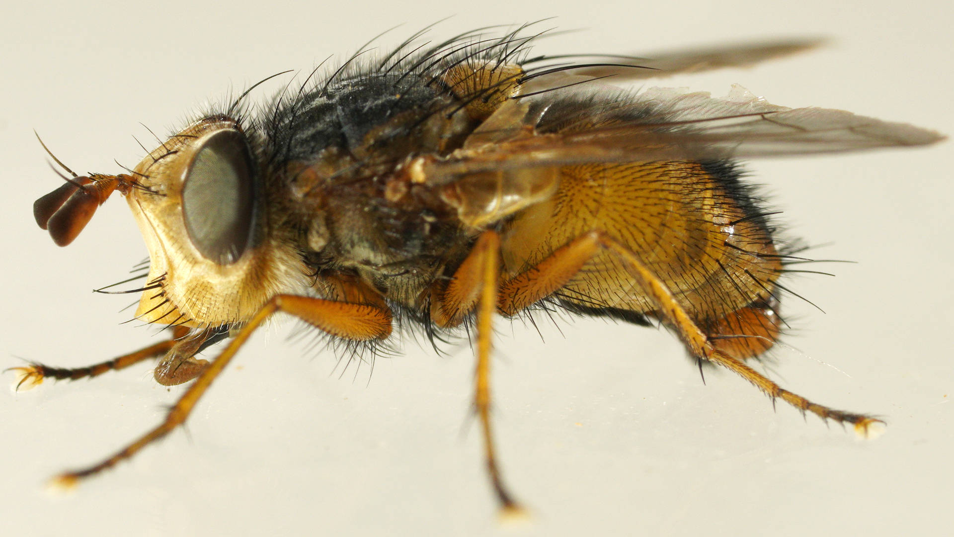Long Hairy-eyed Bristle Fly (Chaetophthalmus sp ES02)