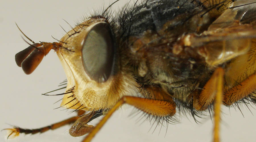 Long Hairy-eyed Bristle Fly (Chaetophthalmus sp ES02)