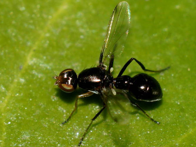 Ant Fly (Parapalaeosepsis plebeia)
