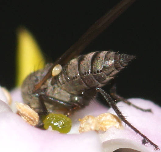 Dagger Fly (Empis sp)