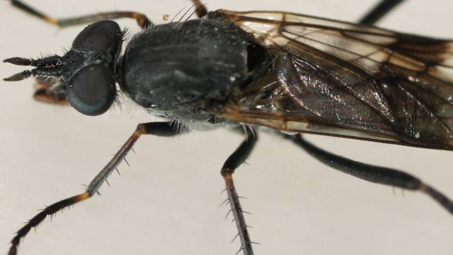 Striped-wing Stiletto Fly (Ectinorhynchus sp)