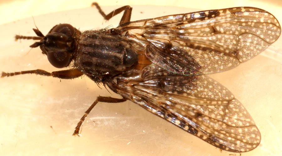 Small Scarab Fly (Cardiacera sp ES02)