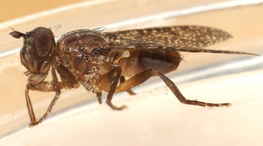 Small Scarab Fly (Cardiacera sp ES02)