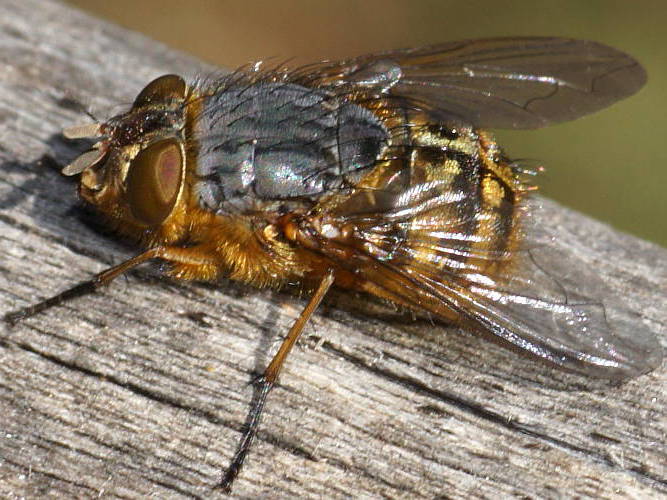 Golden Blowfly (Calliphora hilli)