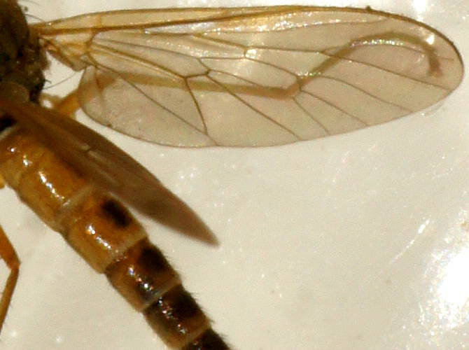 Tiny Stiletto Fly (Therevidae sp ES02)