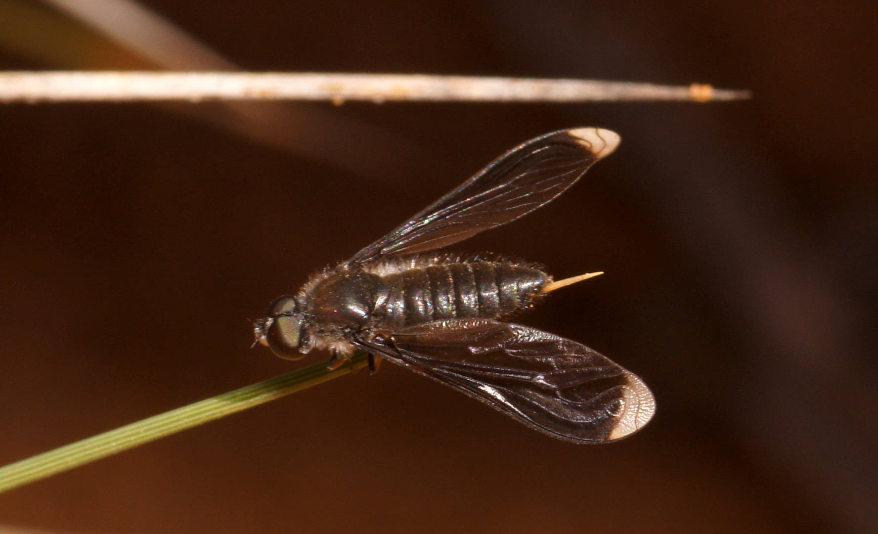 White-tipped Bee Fly (Comptosia cf calignea)