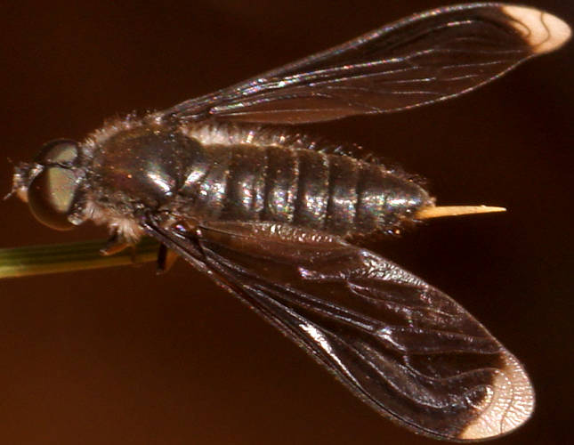 White-tipped Bee Fly (Comptosia cf calignea)