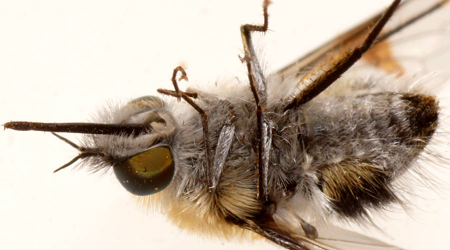 Small Fluffy Bee Fly (Nigromyia sp)