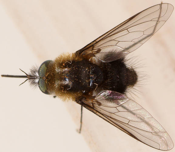 Small Fluffy Bee Fly (Nigromyia sp)